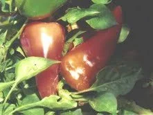 Red Marconi Pepper.jpg