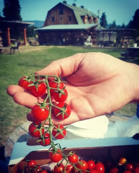 Okanagan Cherry Tomato