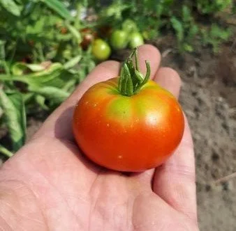 Stupice Tomato