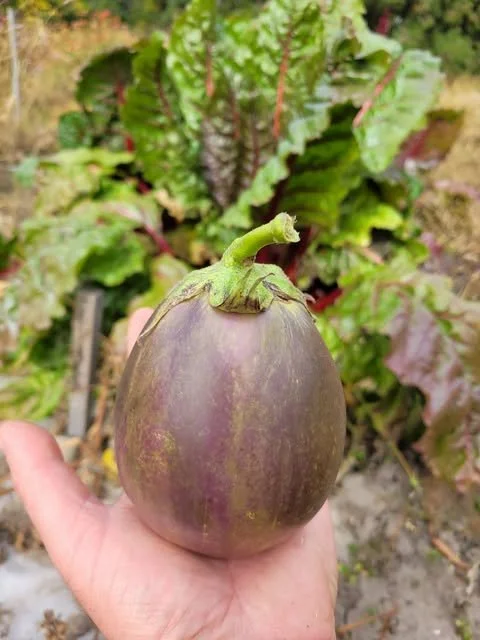 Morden Midget Eggplant