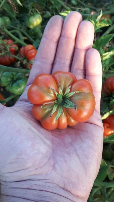 Bali Tomato.jpg