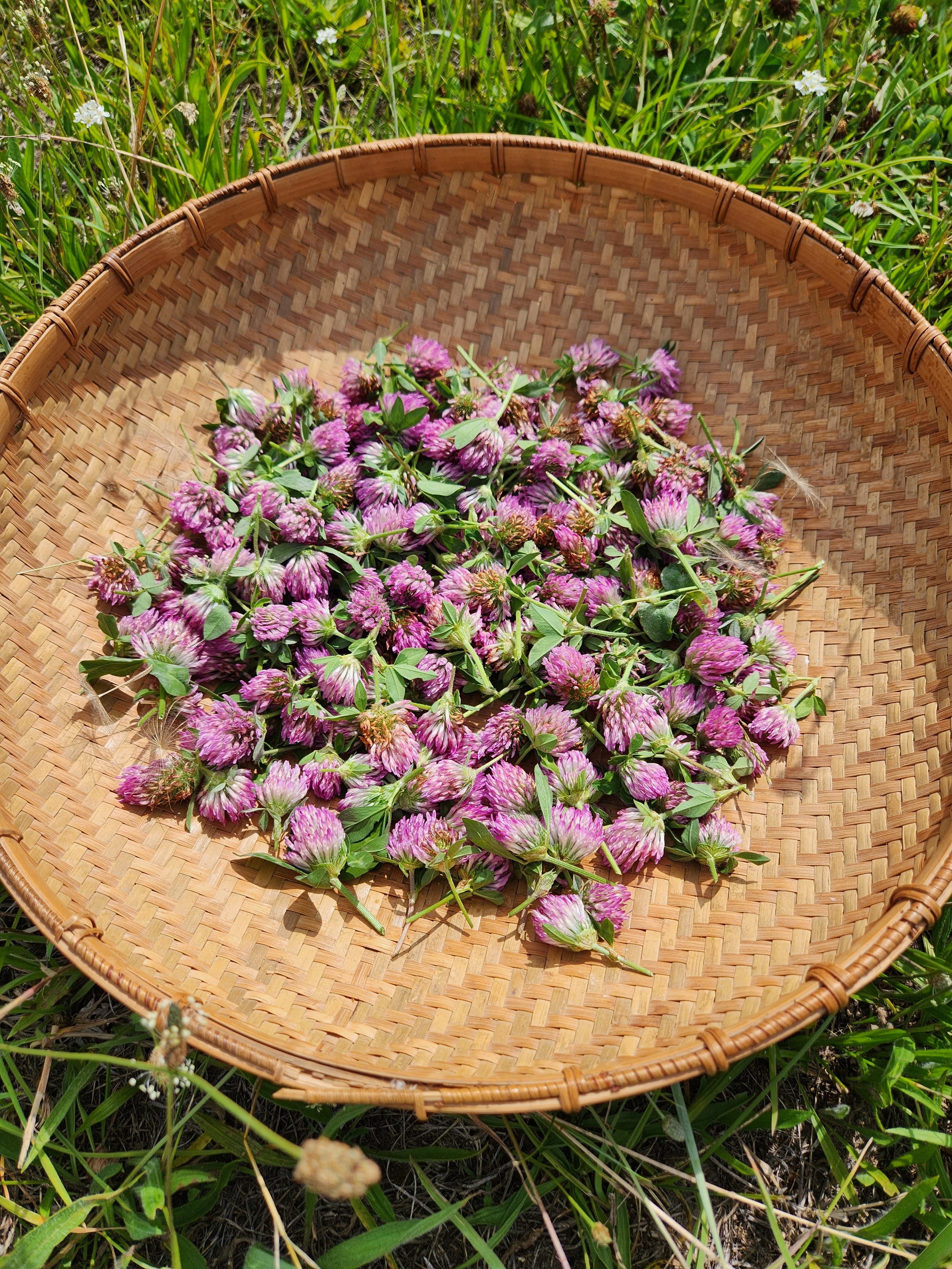 A woven basket filled with freshly picked pink and purple clover flowers, resting on green grass in a field.