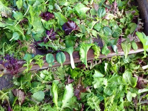 A variety of leafy garden greens on a tiered garden bed, including lettuce, kale, and other salad greens.