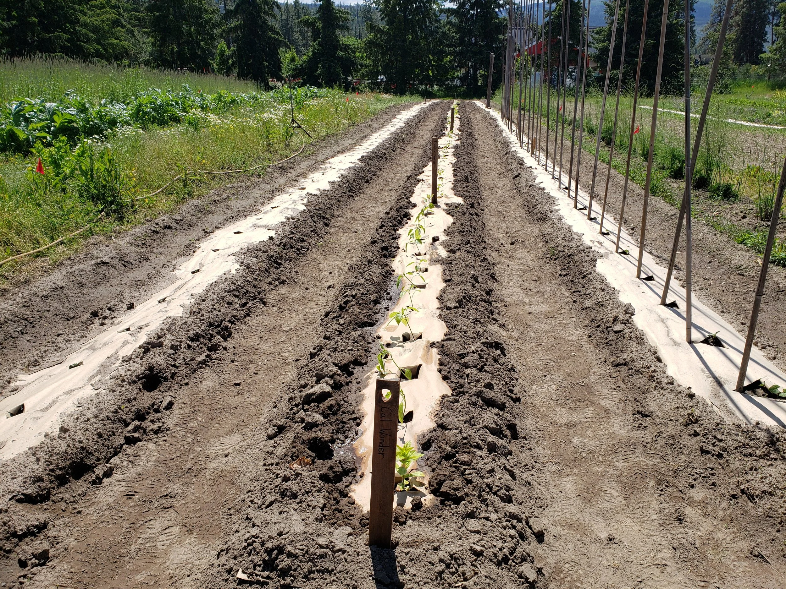 Young plants growing in rows with black plastic mulch on a farm field, supported by wooden markers, under sunny clear skies.