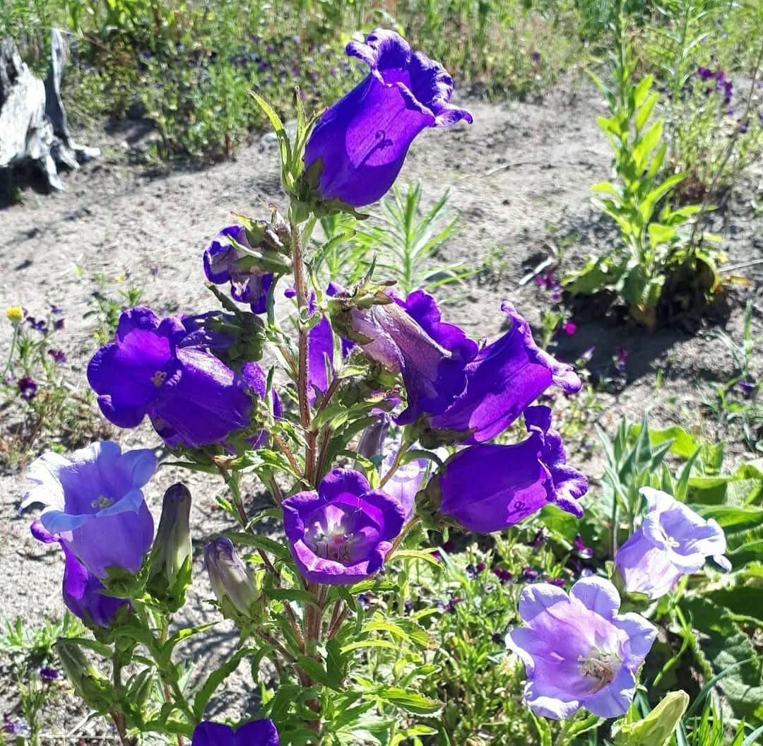 canterbury bells.jpg