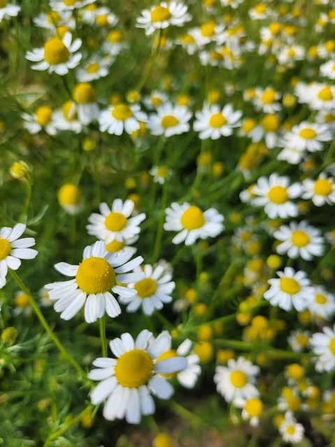 Chamomile.jpg
