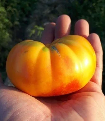 Oaxacan Jewel Tomato.jpg