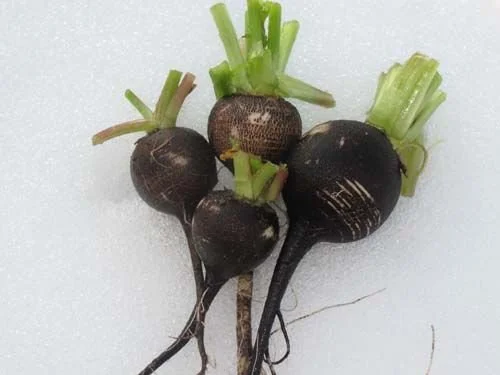 Black Spanish Radish