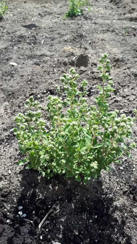 Sweet Marjoram