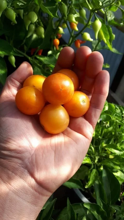 Sara Goldstar Tomato