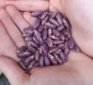 Mrociumere, Dry Bean