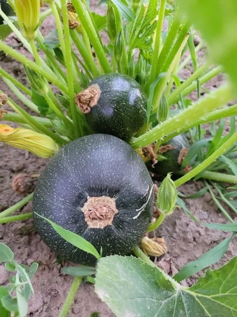 Round of Parma Squash