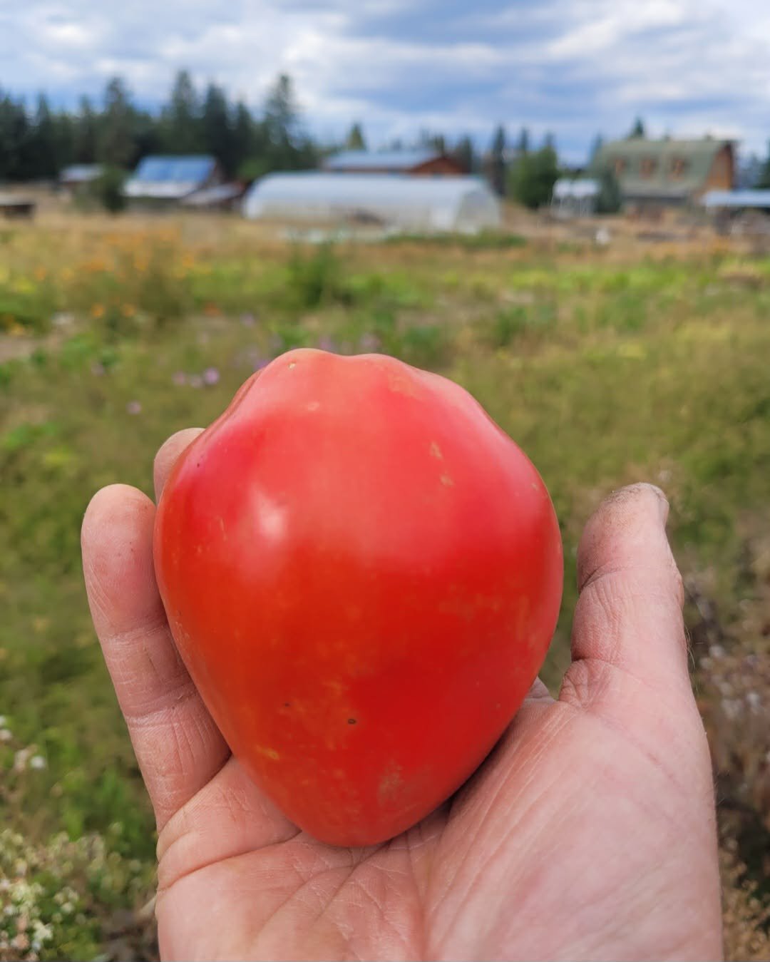 Livingstons giant Ox tomato.jpg