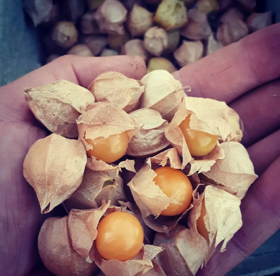 A.M ground cherry.jpg