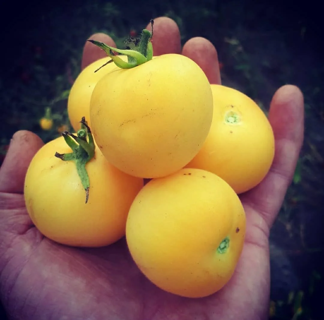 Garden Peach Tomato