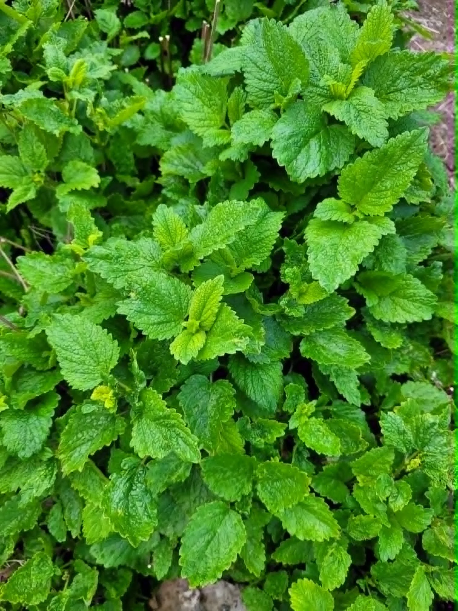 Lemon Balm
