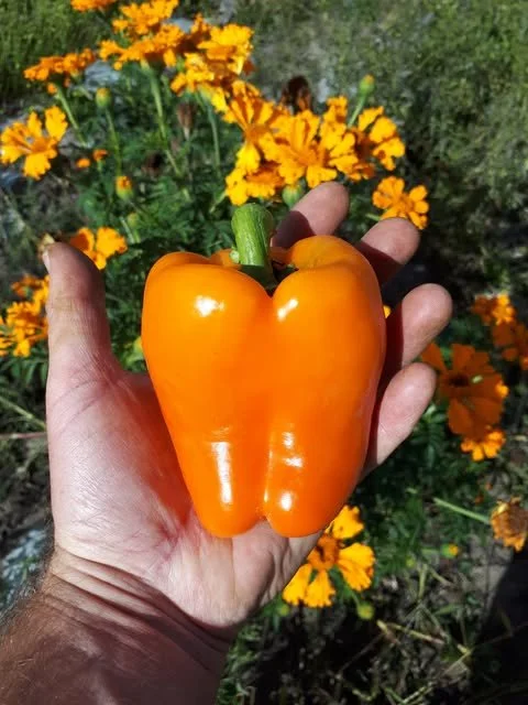 Gourmet Orange, Bell Pepper