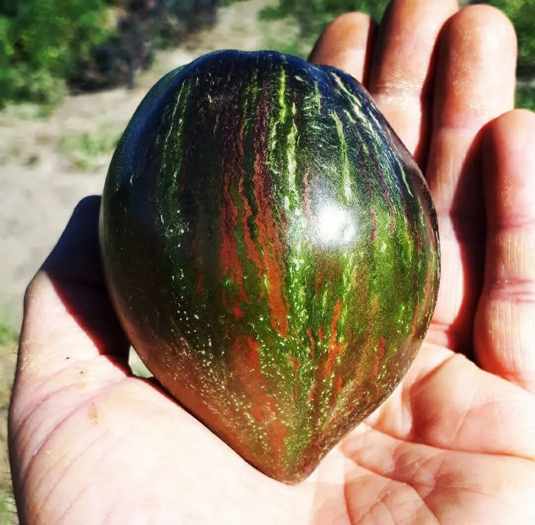 Rebel Starfighter Prime Tomato