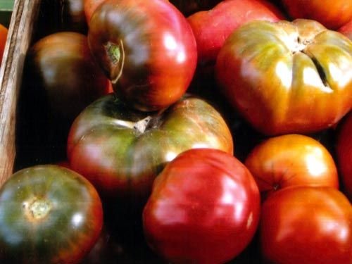 A close-up of several heirloom tomatoes with varied colors including green, red, and purple.