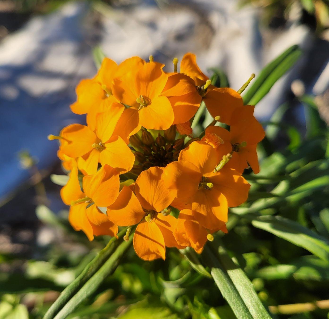 Siberian Wallflower
