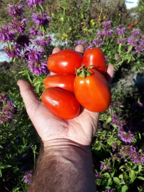 Roma Tomato