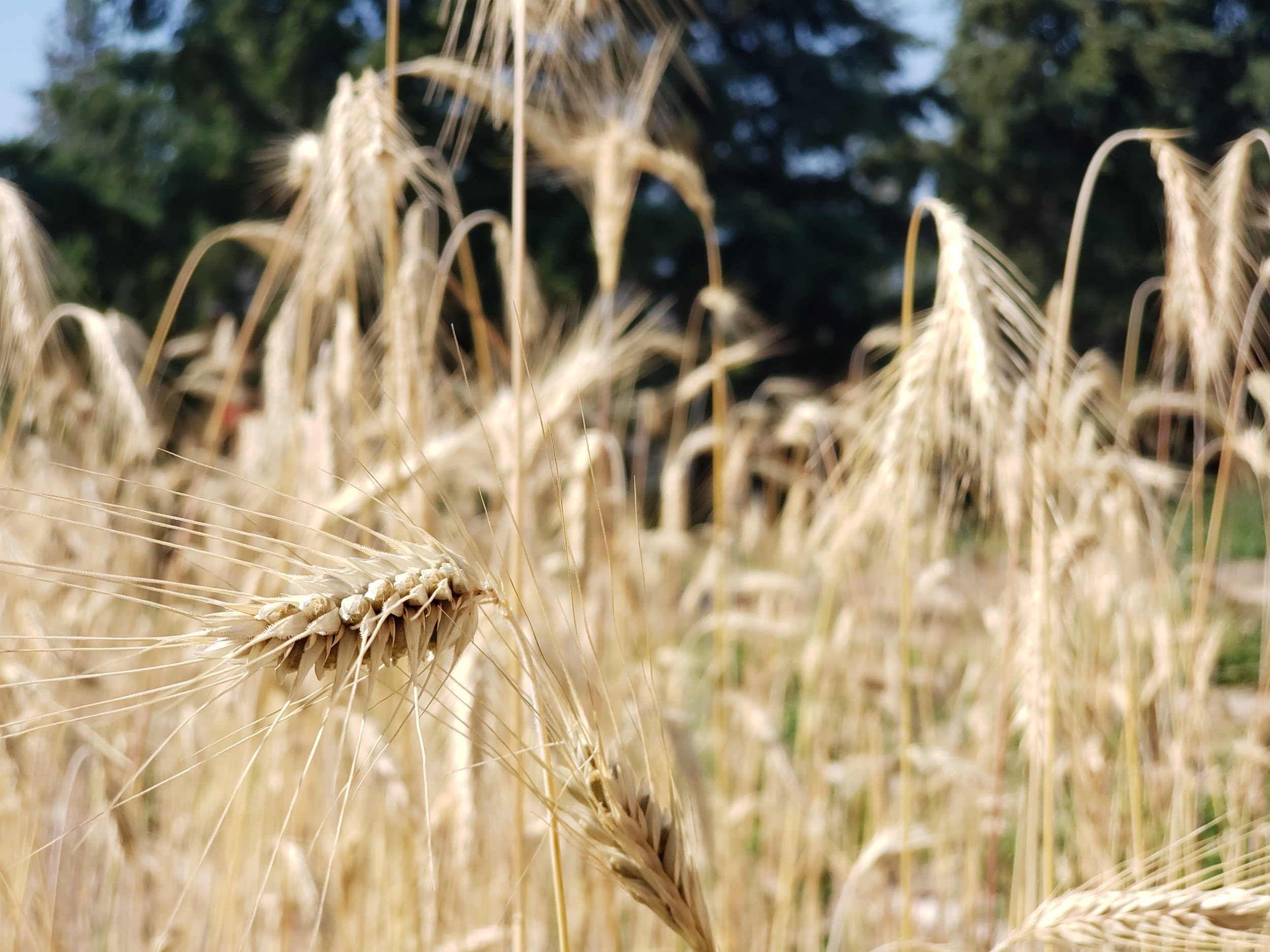 Close-up of a wheat field with ripe, golden wheat stalks and a blurred background of trees.