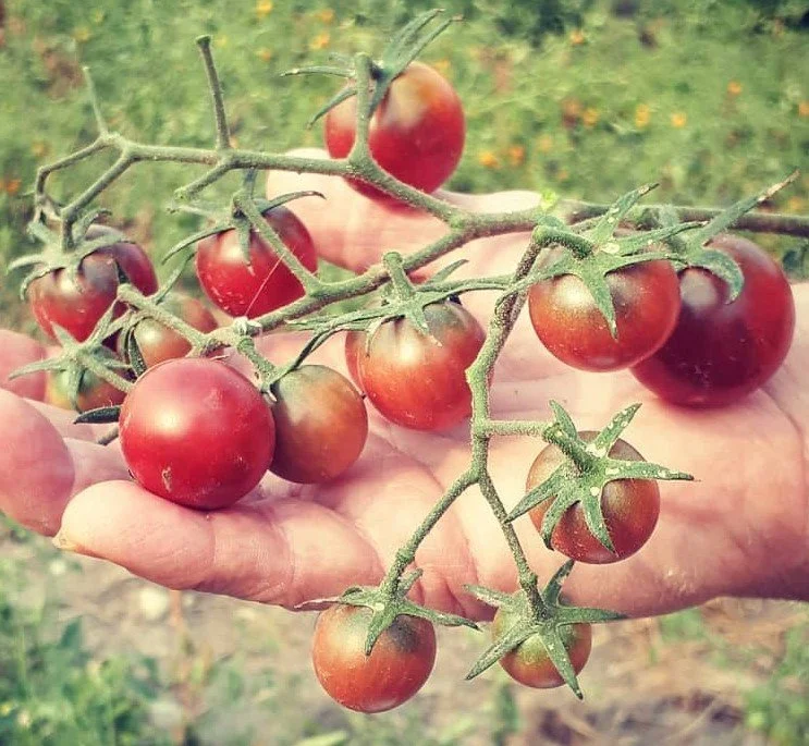Black Cherry