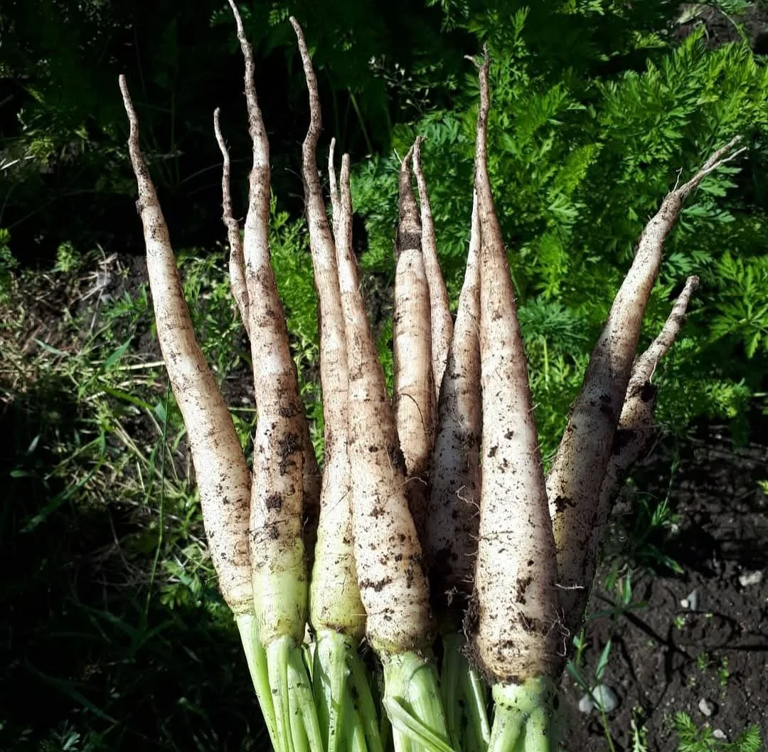 Snow White Carrot