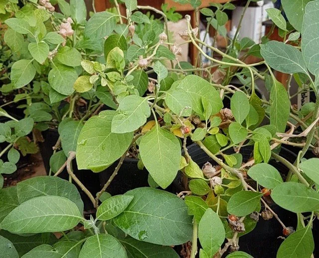 Ashwagandha