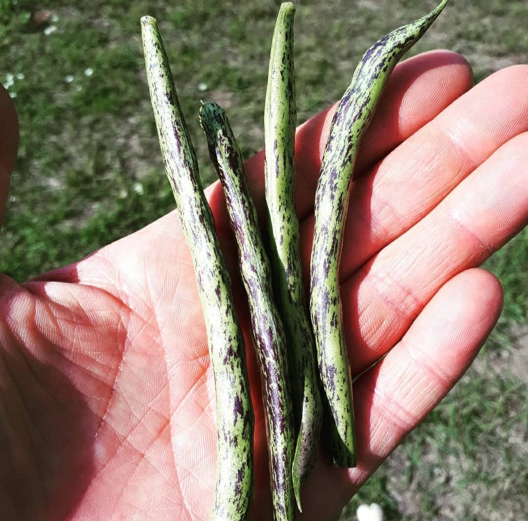 Rattlesnake, Snap Bean