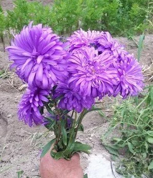 Aster, flower.jpg