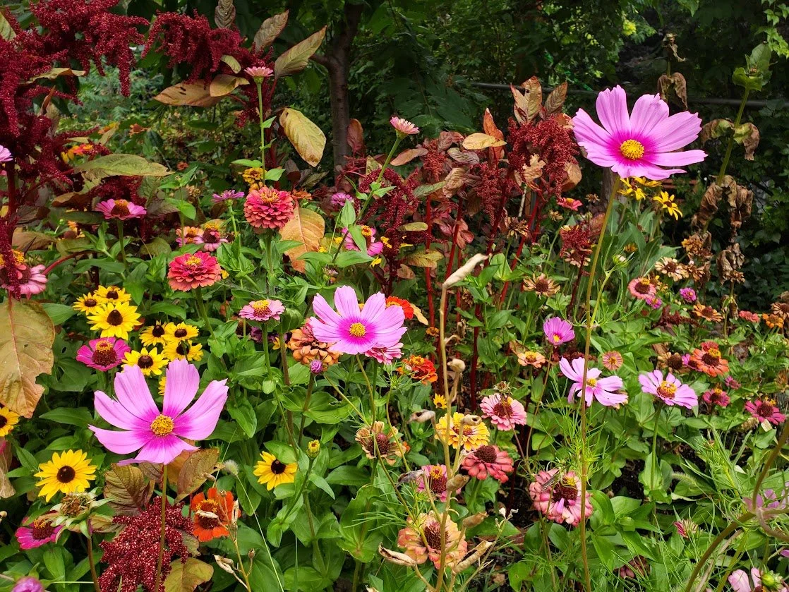 A vibrant garden filled with pink, yellow, and red flowers, including cosmos, zinnias, and other blooming plants with green foliage.