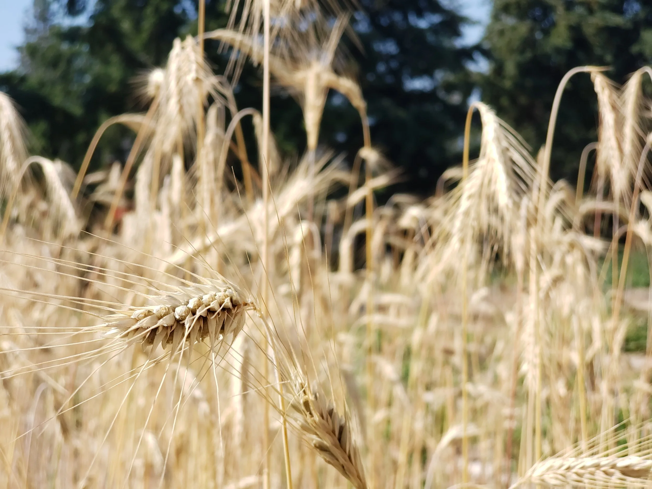 Close-up of ripe wheat heads in a wheat field with trees in the background.