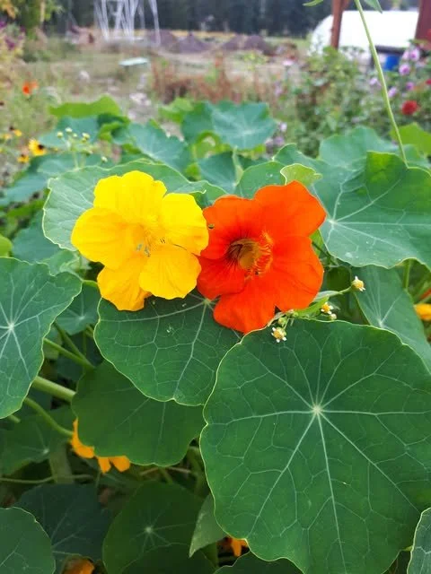 Nasturtium Flower