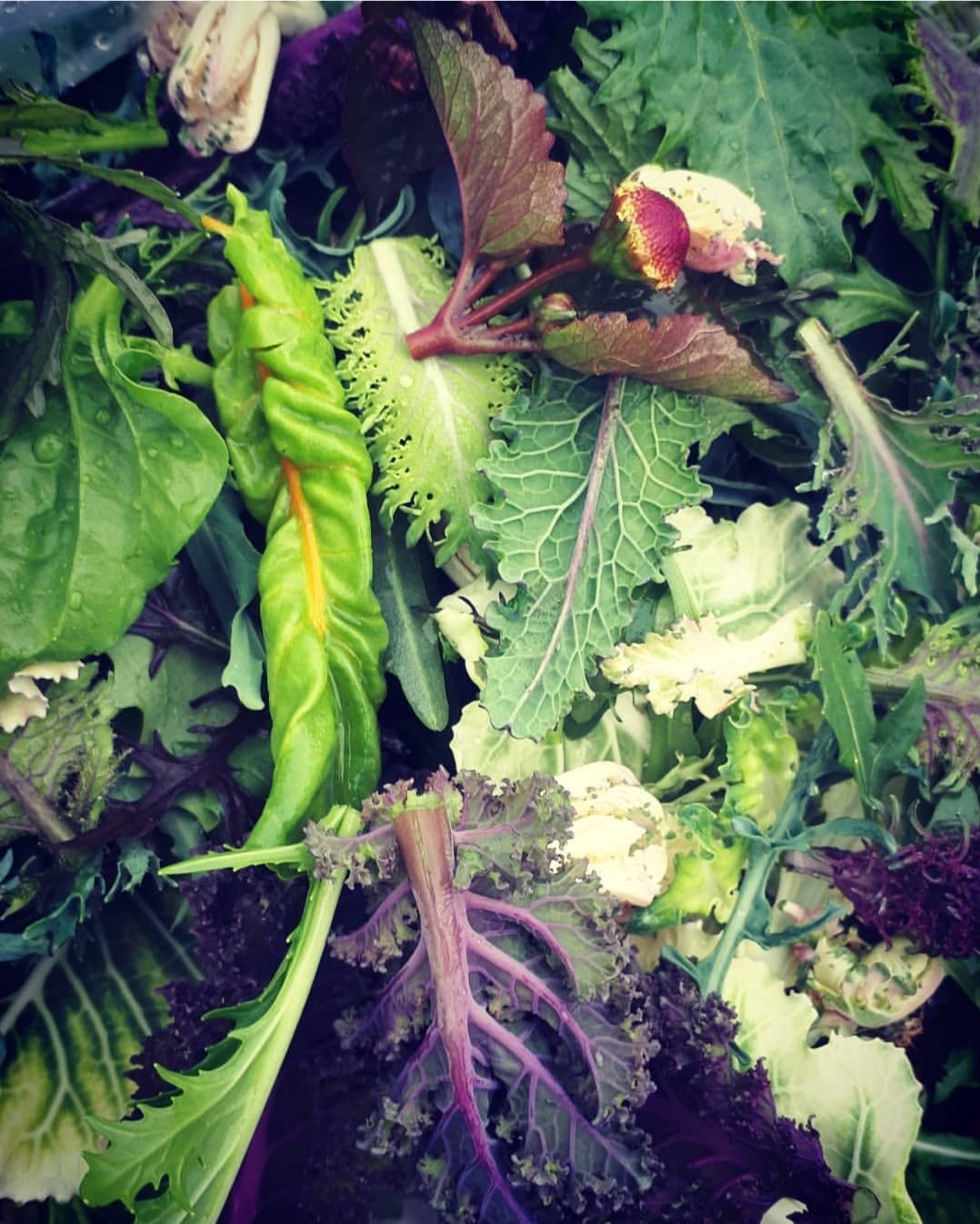 A variety of fresh leafy greens and vegetables, including lettuce, kale, and a green pepper, arranged closely together.