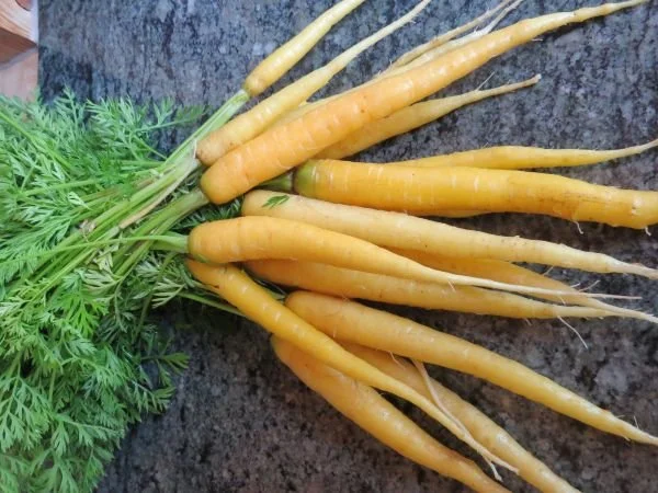 Dutch Golden Carrot