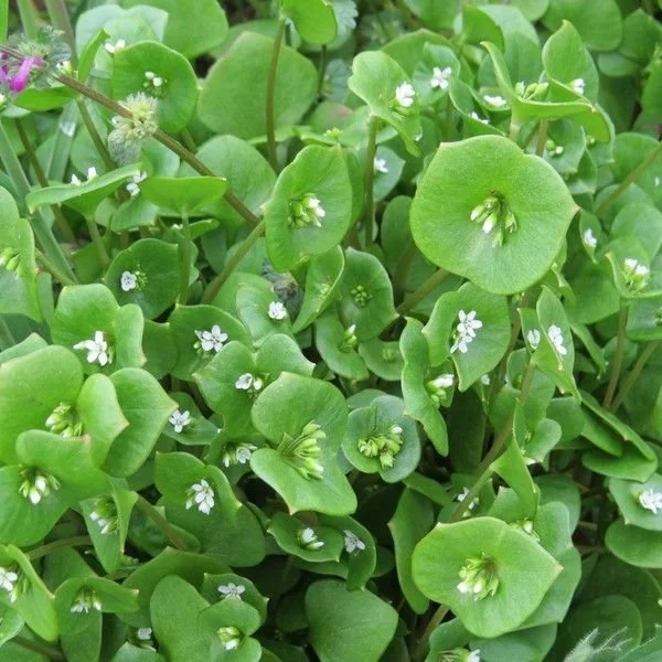 Miners Lettuce, Claytonia