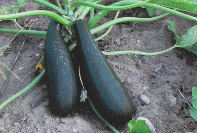 Black Beauty Zucchini
