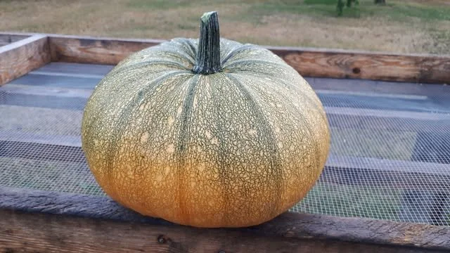 Styrian Pumpkin