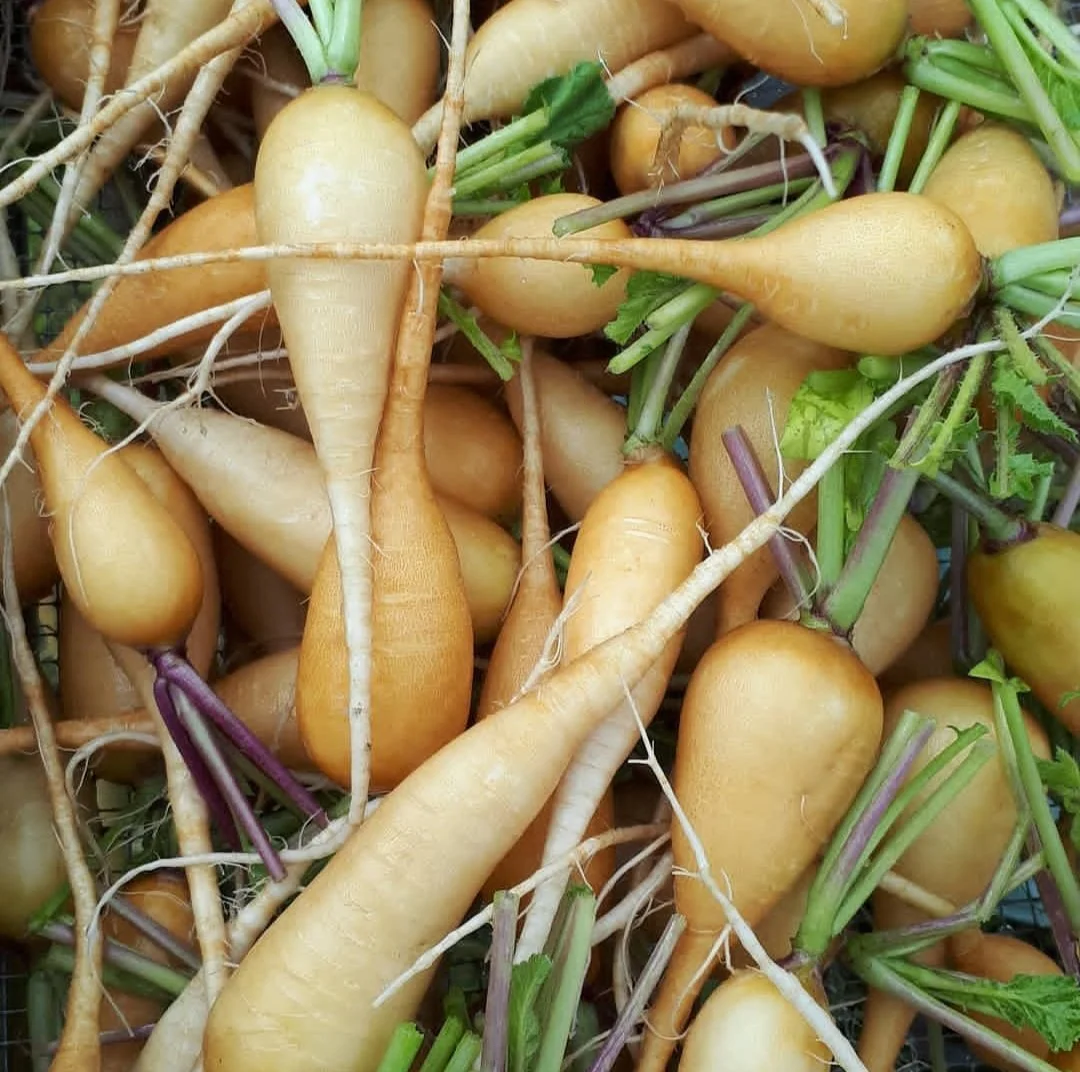 Fresh yellow carrots with green tops and some purple stems.