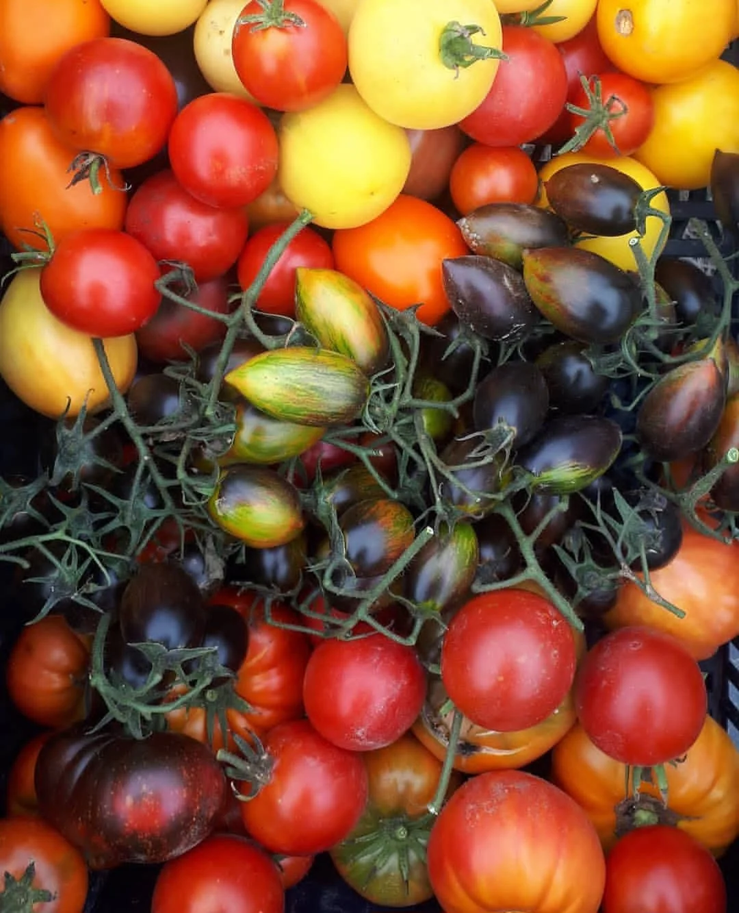 Assorted heirloom tomatoes of various colors, shapes, and sizes, including red, yellow, orange, and purple-black, stuffed together.