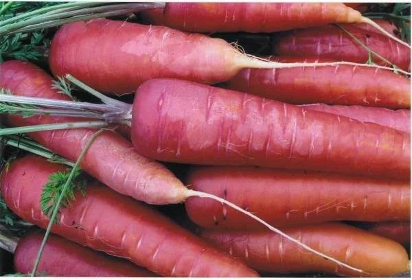 Rouge Sang Violette Carrot