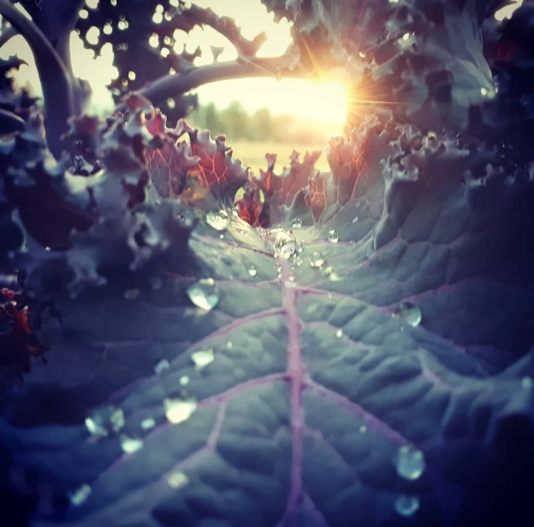 Close-up of a green leaf with water droplets, with the sun shining in the background during sunset.