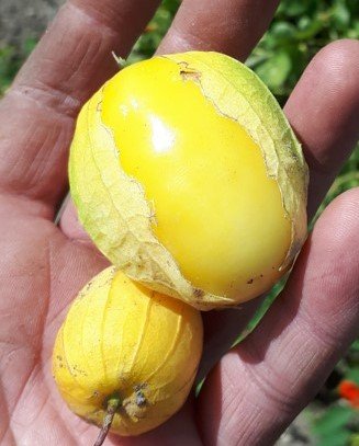 Queen of Malinalco Tomatillo