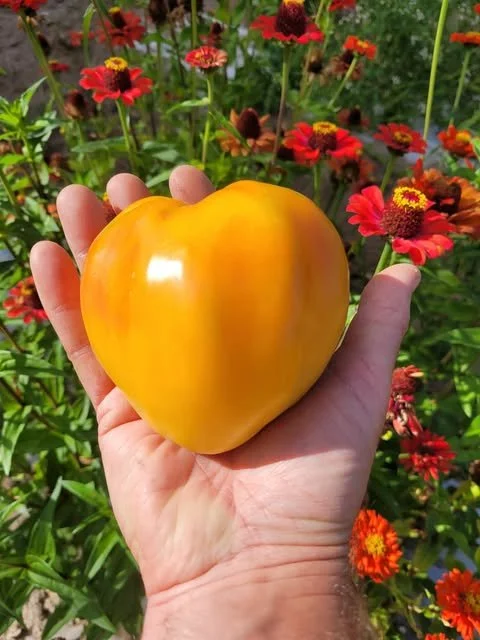 Orange Russian Tomato
