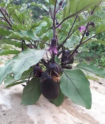 Konasu Eggplant