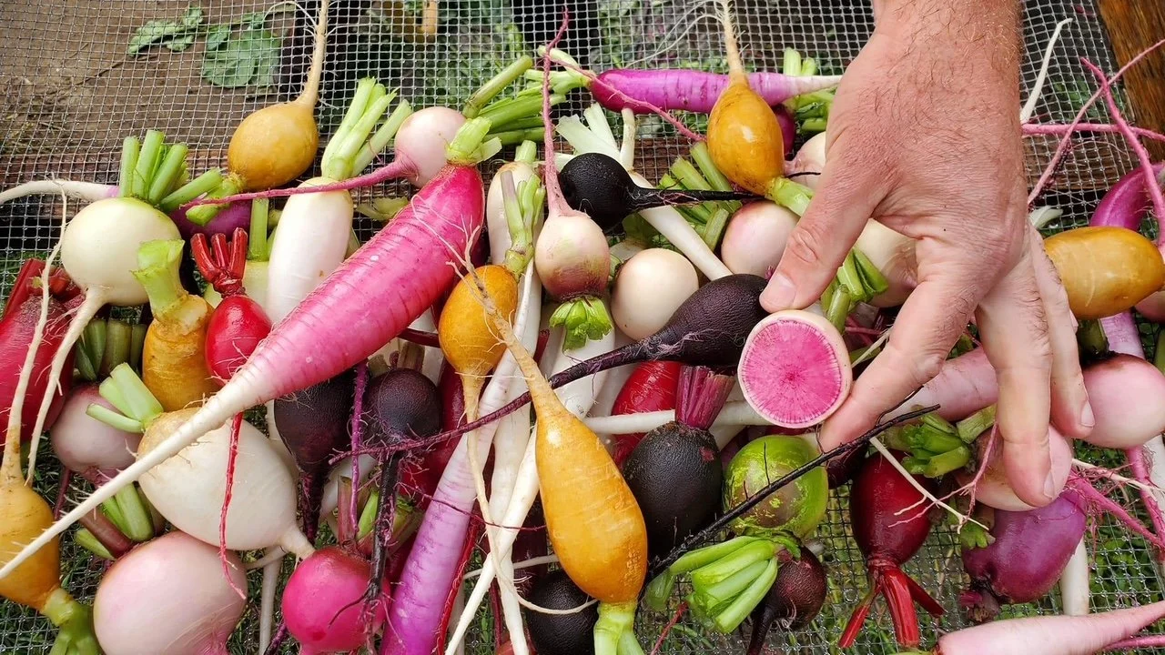 A variety of colorful freshly harvested radishes with different shapes and sizes on a metal mesh surface, with a person's hand holding a sliced pink radish.
