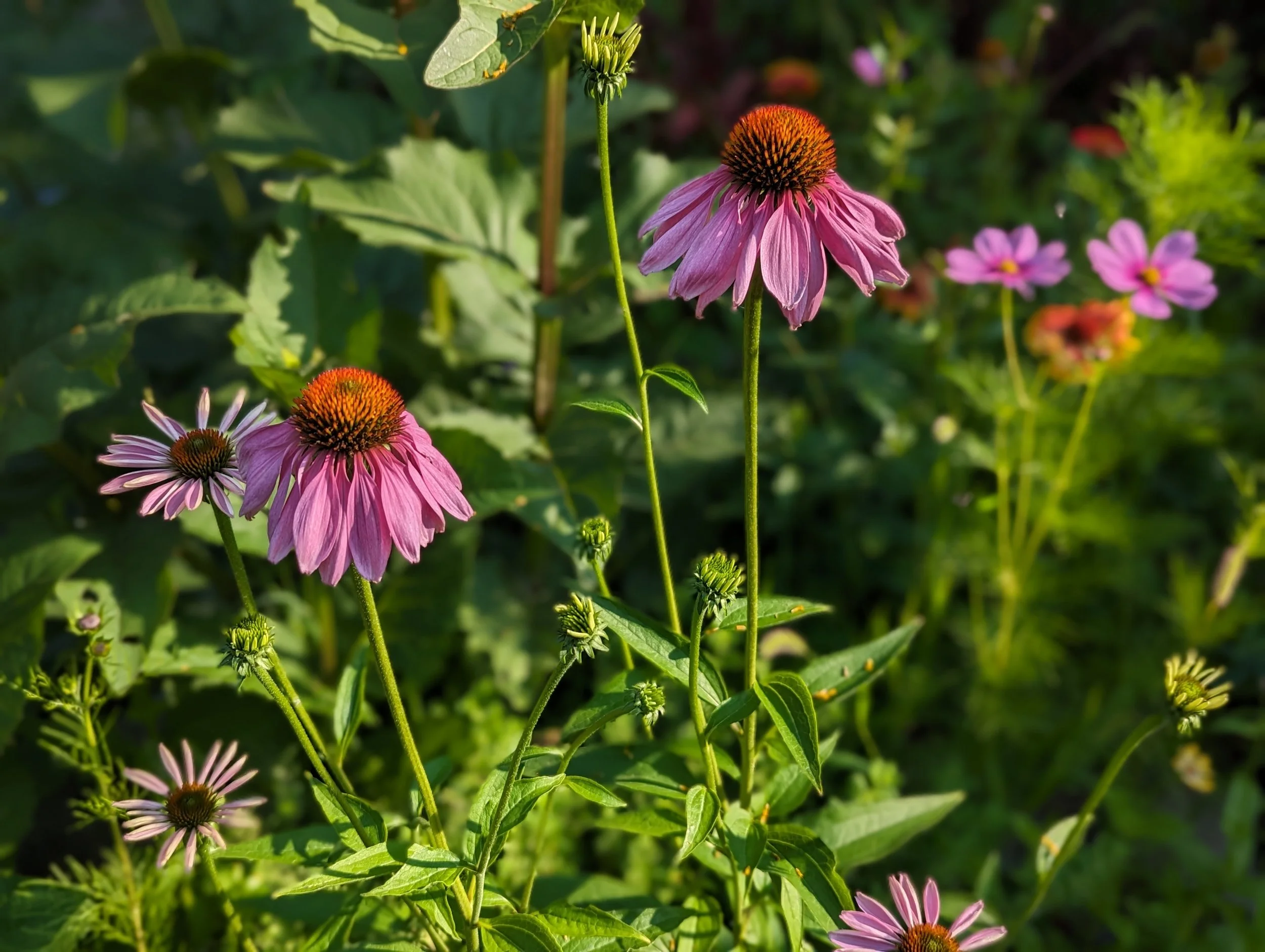 Pink coneflowers with black and orange centers blooming in a garden with green foliage.