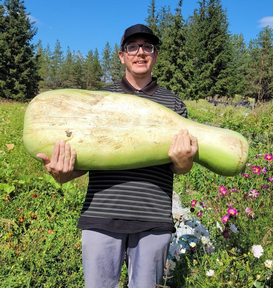 Zucca Melon