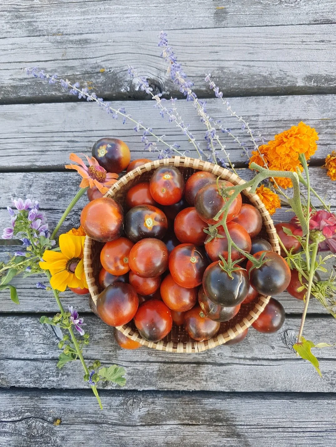 Basket of heirloom tomatoes surrounded by colorful flowers on weathered wooden surface.